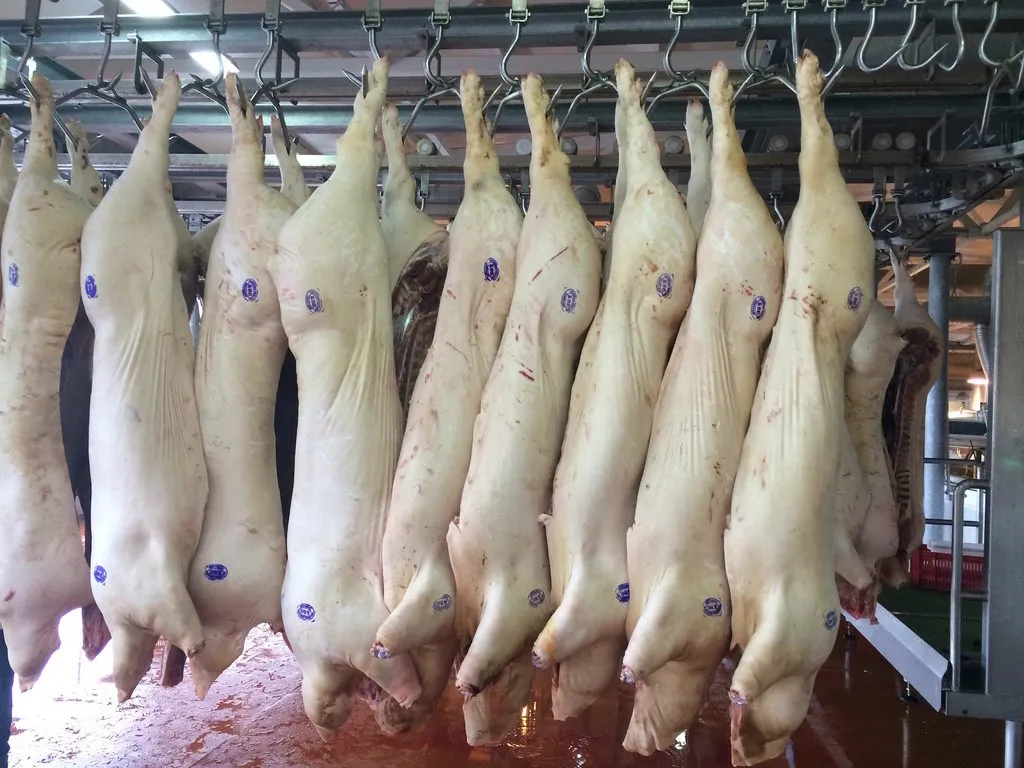 фотография продукта Полутуши свиные 2 кат от производителя