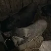 свиньи племенные в Кимрах