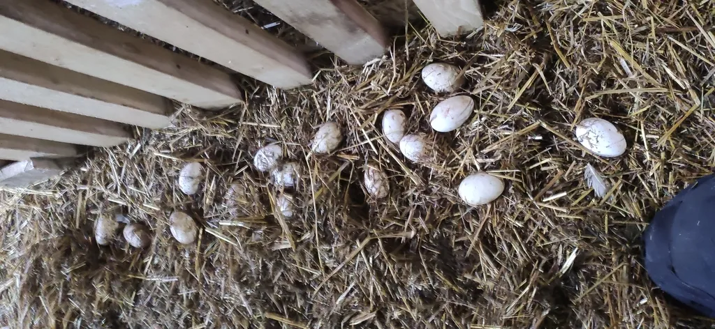 яйцо гусиное инкубационное в Ржеве