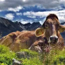 На поле в Тверской области продолжает умирать скот с местного предприятия