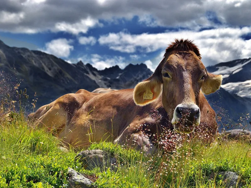 На поле в Тверской области продолжает умирать скот с местного предприятия 