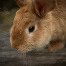 В Тверской области поддержат кролиководческие хозяйства