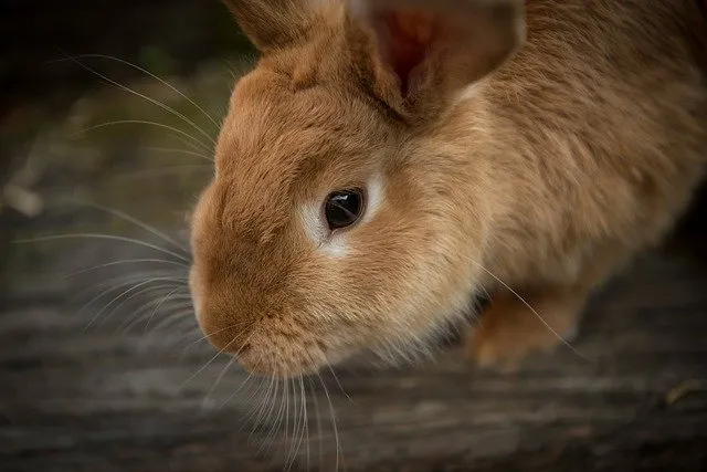 В Тверской области поддержат кролиководческие хозяйства
