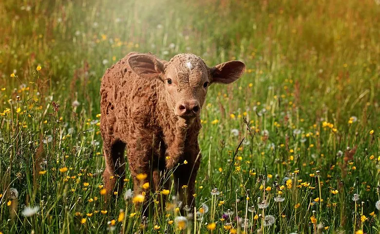 В Тверской области будут разводить молодняк крупного рогатого скота