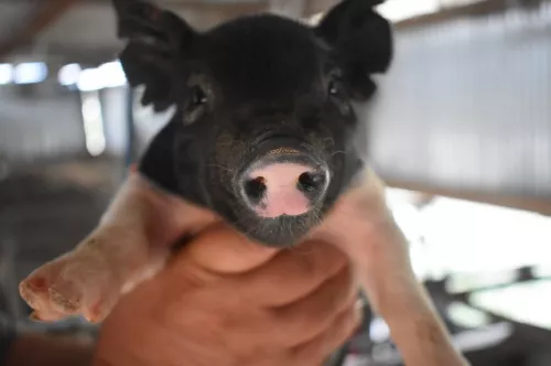 Агрофирма «Дмитрова Гора» закупила племенной молодняк свиней во Франции 