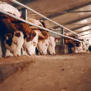 Тверская область в I полугодии увеличила производство мяса на 14,6%, молока - снизила на 0,8%