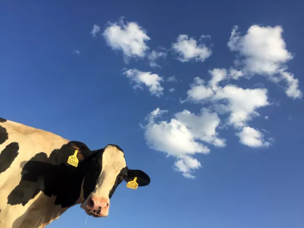 Тверская область начала экспортировать коров в страны ЕАЭС