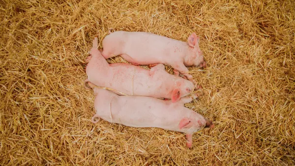 В Тверской области Россельхознадзор предупреждает об угрозе африканской чумы свиней ﻿