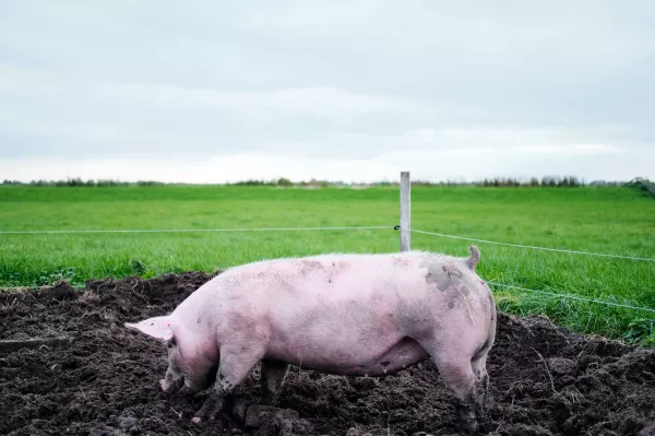 В Тверской области выявлены два очага африканской чумы свиней