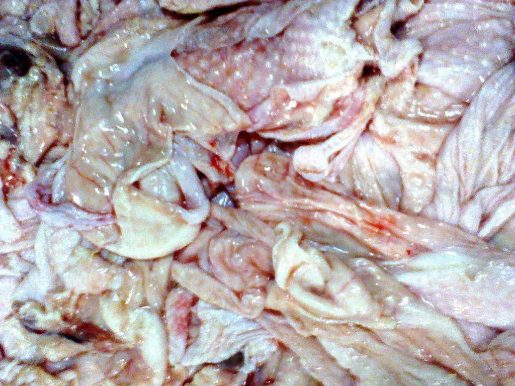 мясо птицы от Ржевской птицефабрики в Ржеве 10