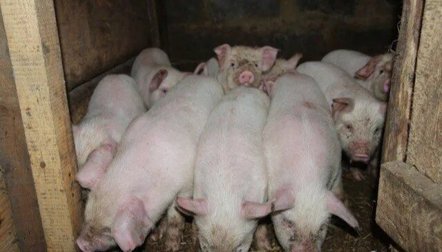 фотография продукта Домашние здоровые свиньи