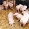 свиноматки жирные (оптом) в Чебоксарах и Чувашии 10
