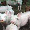 свиноматки жирные (оптом) в Чебоксарах и Чувашии 9