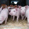 свиноматки жирные (оптом) в Чебоксарах и Чувашии 6