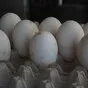 яйцо гусиное инкубационное в Ржеве 4